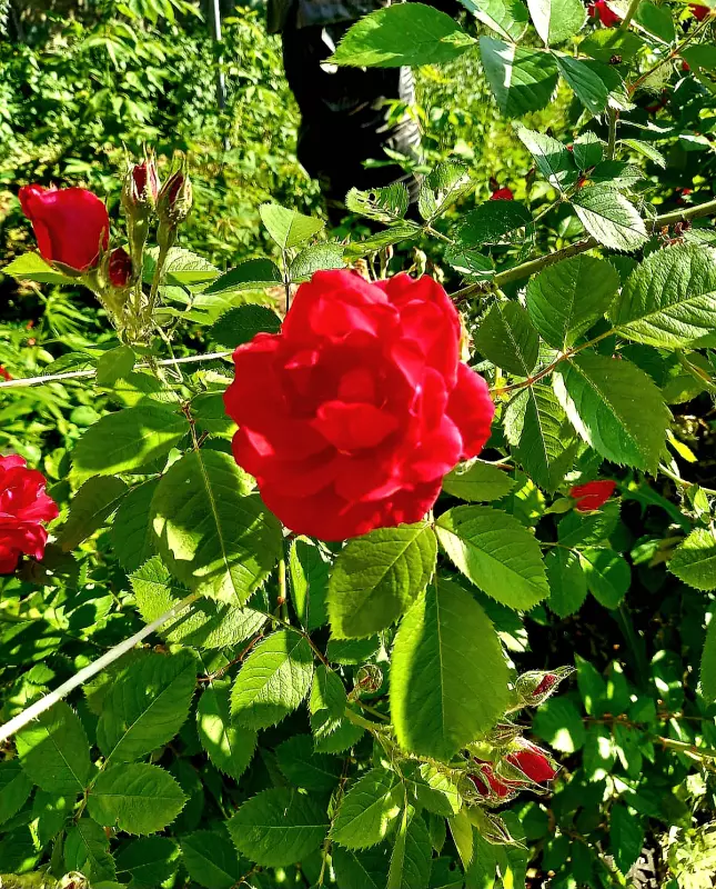 Чайная беседка