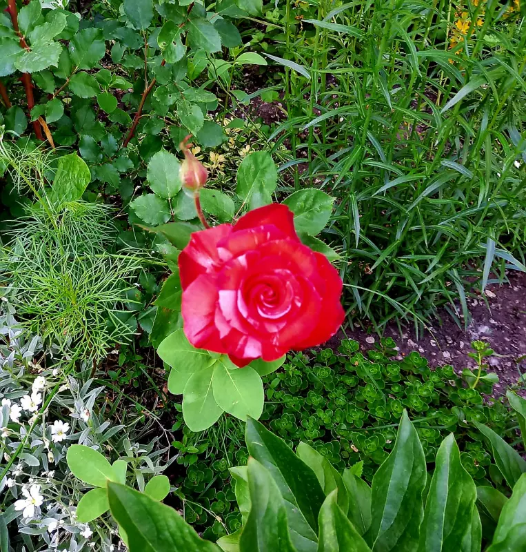 Чайная беседка