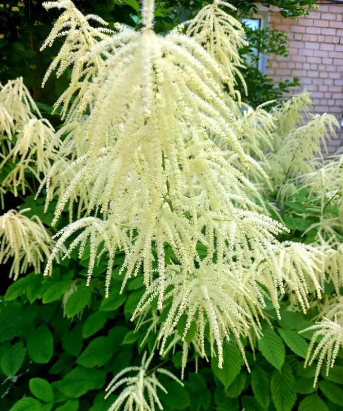 Чайная беседка