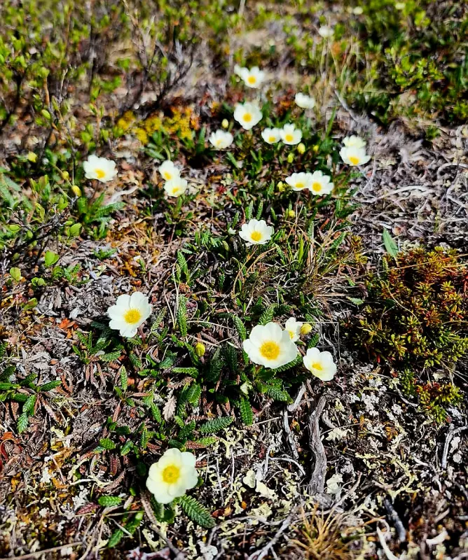 Чайная беседка