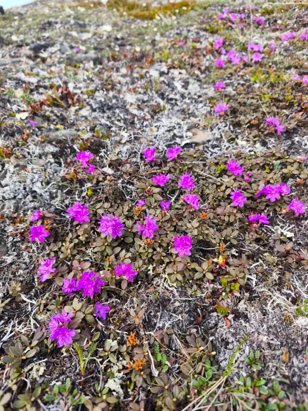Чайная беседка
