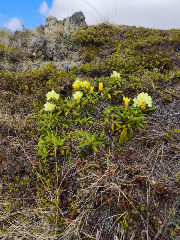 Чайная беседка