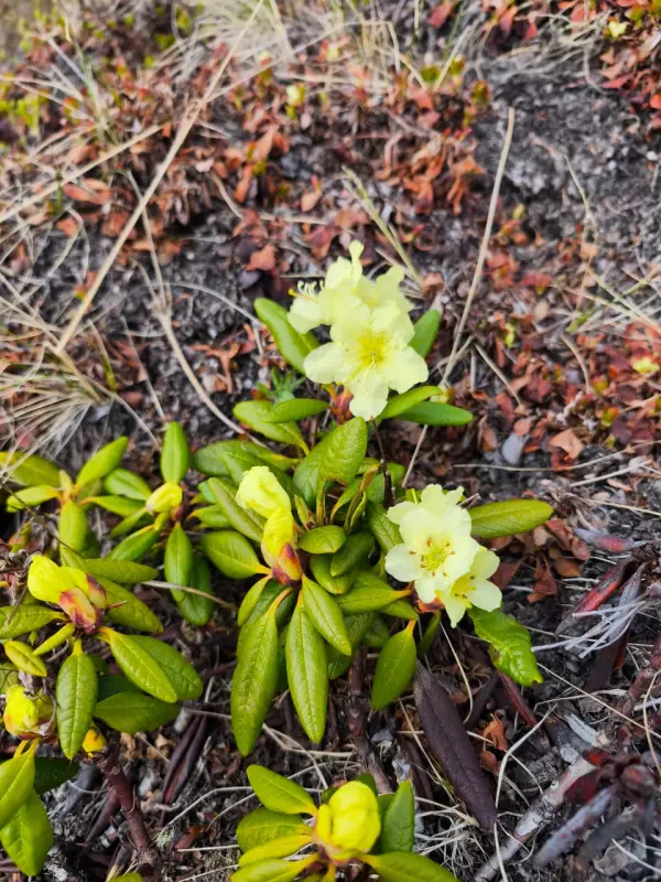 Чайная беседка