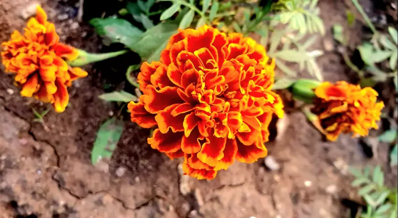 Чайная беседка