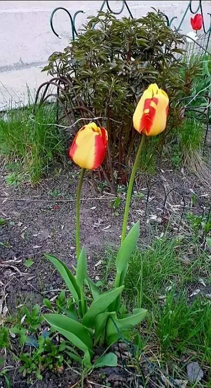 Чайная беседка