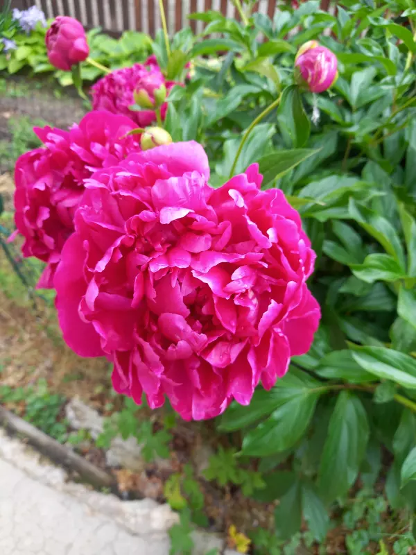 Флора
