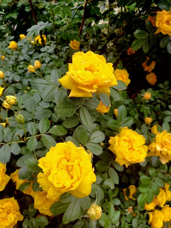 Флора