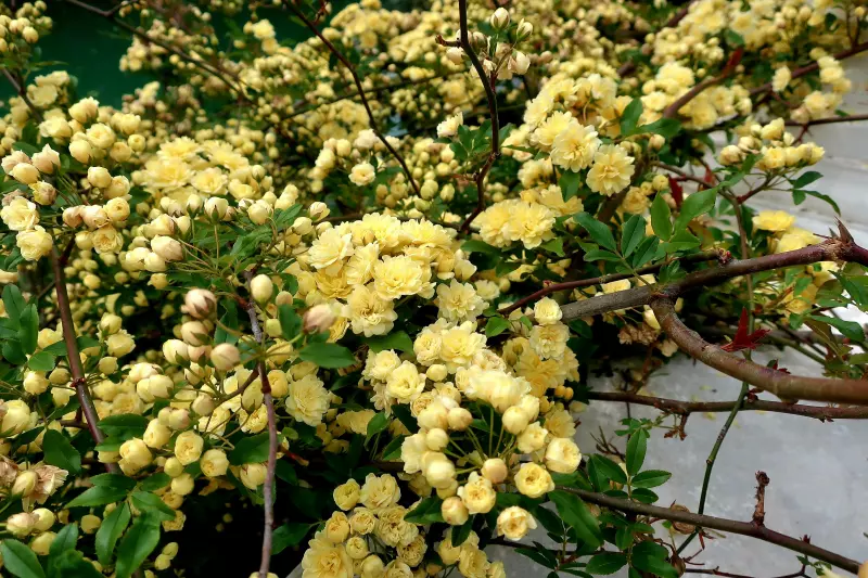Флора