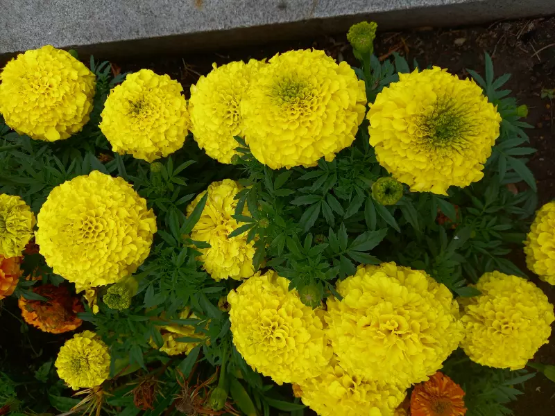 Флора
