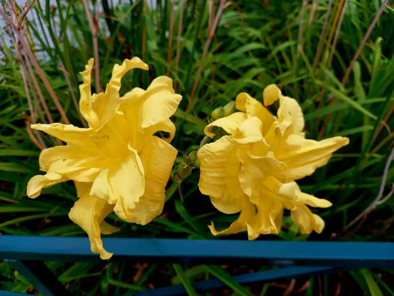 Флора