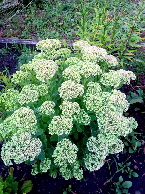 Флора
