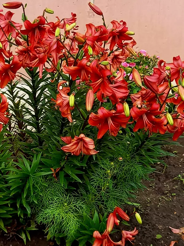 Флора