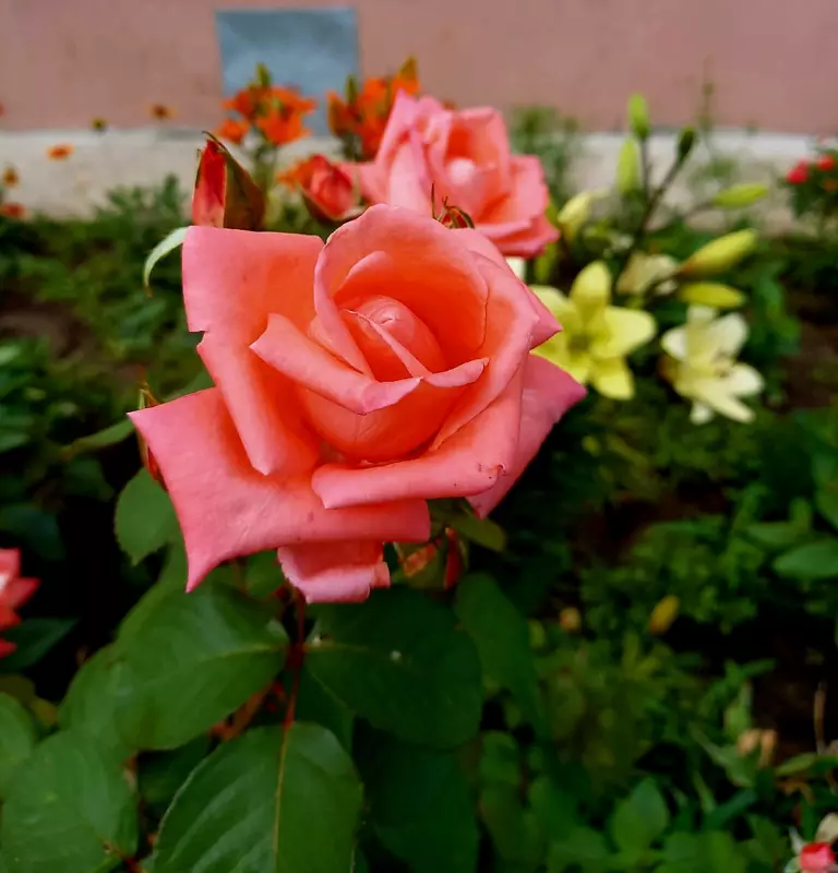 Флора