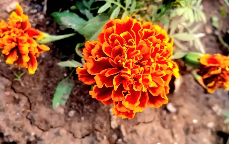 Флора