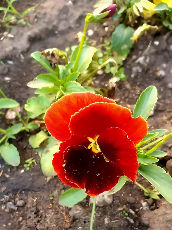 Флора