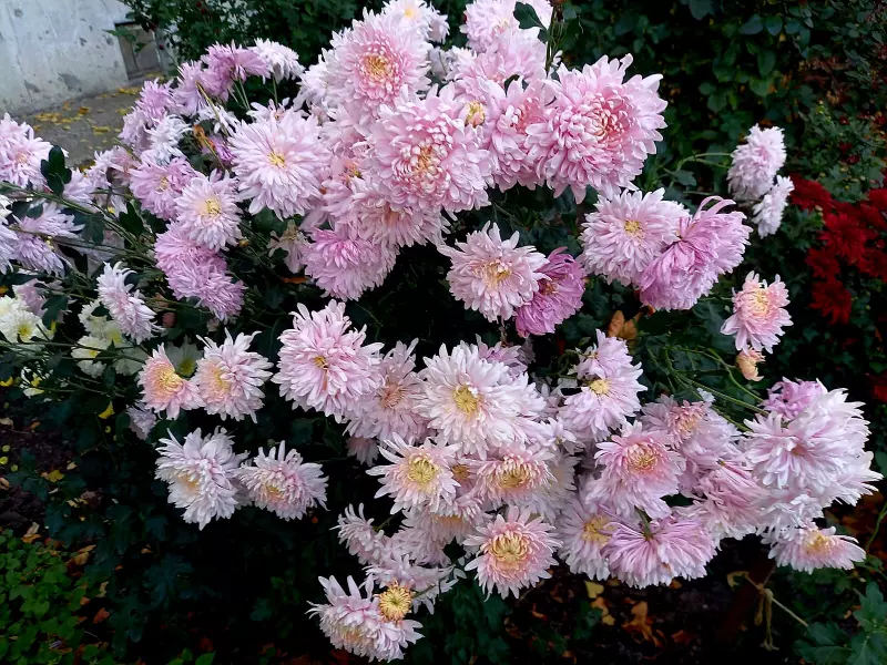 Флора