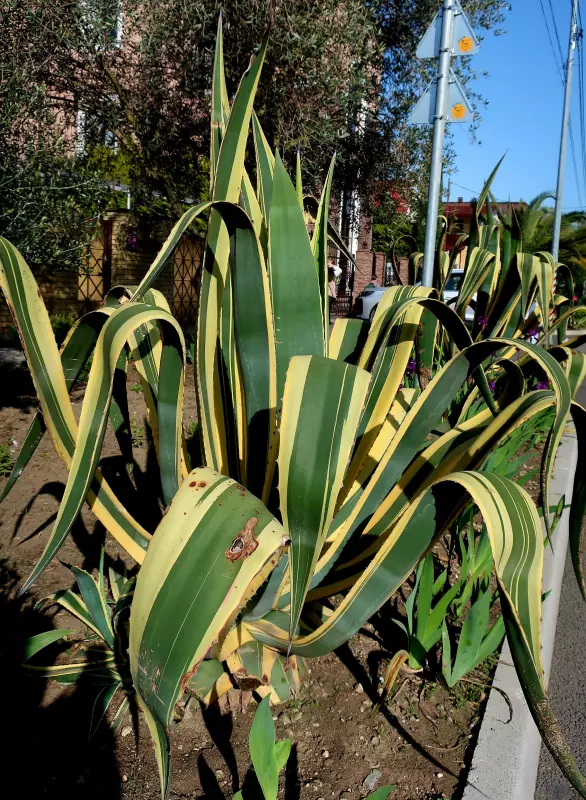 Флора
