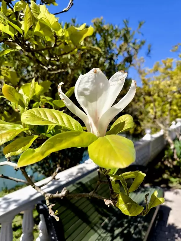 Флора
