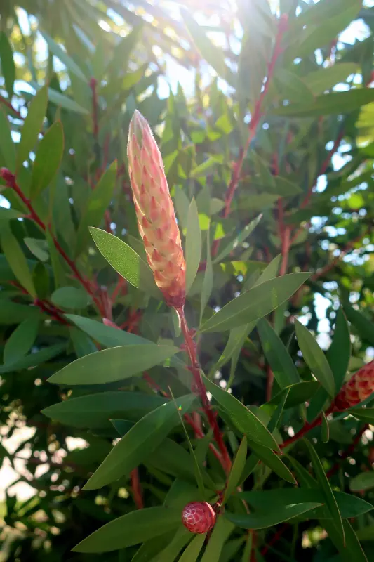 Флора