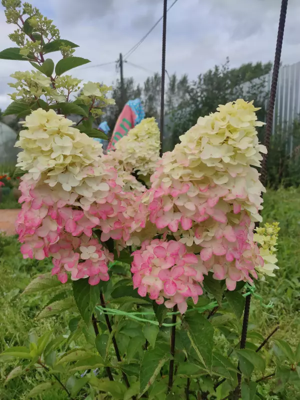 Вышивка крестиком
