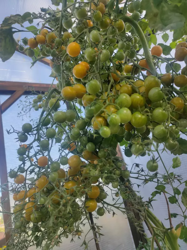 Вышивка крестиком