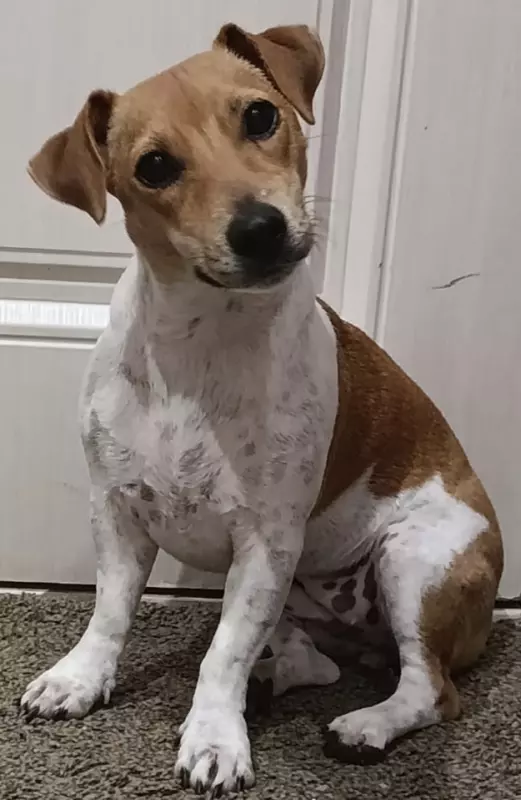 Ветеринарная: проблемы со здоровьем домашних животных