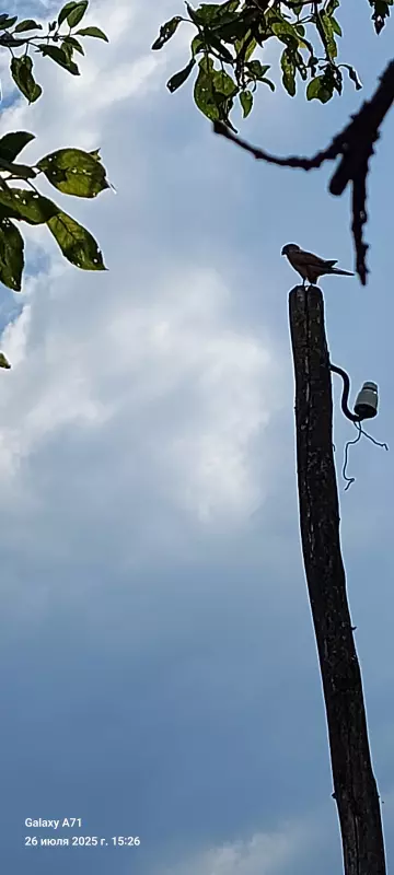 Такое разное небо