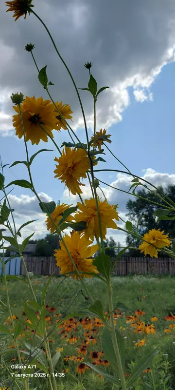 Такое разное небо