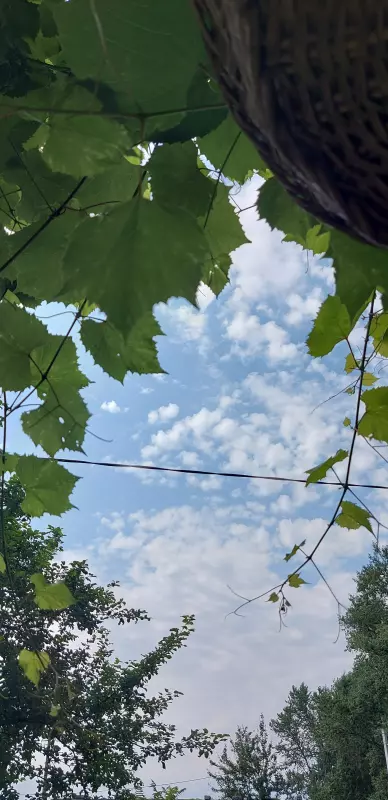 Такое разное небо