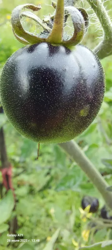 Чайная беседка