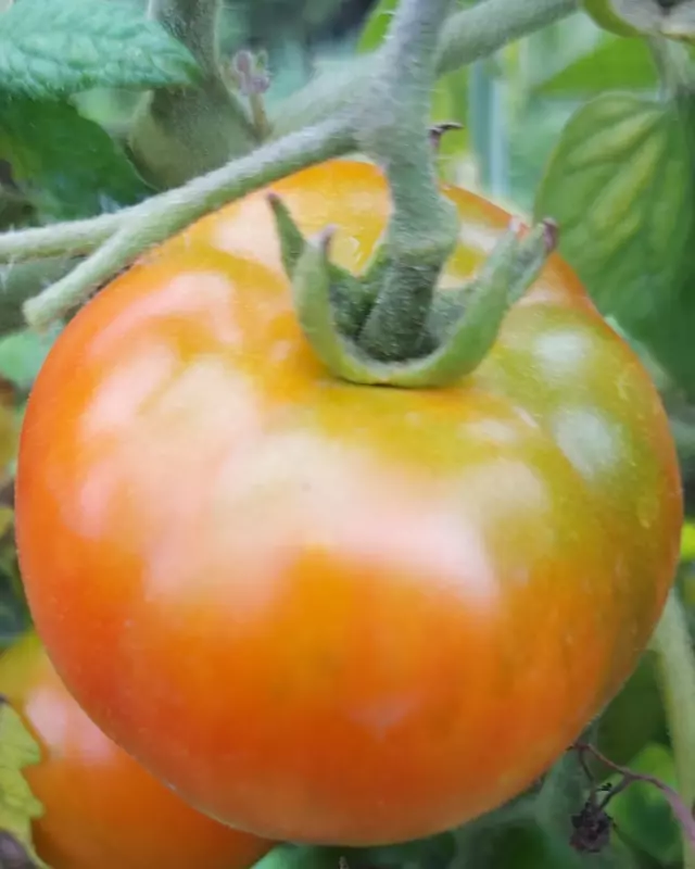 Чайная беседка