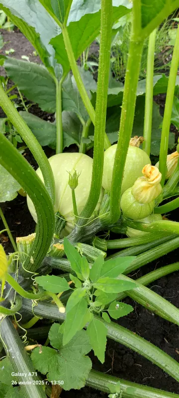 Чайная беседка