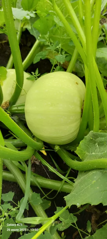 Чайная беседка