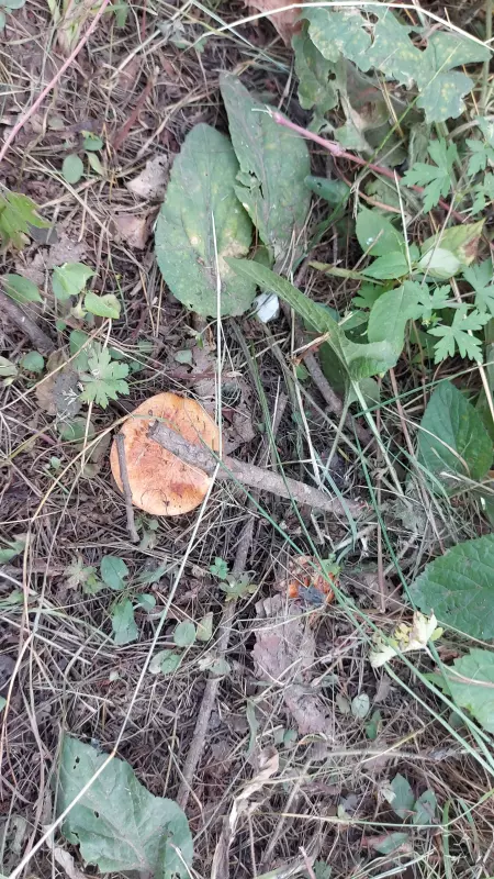 Чайная беседка