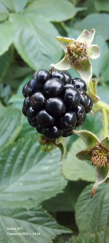 Чайная беседка