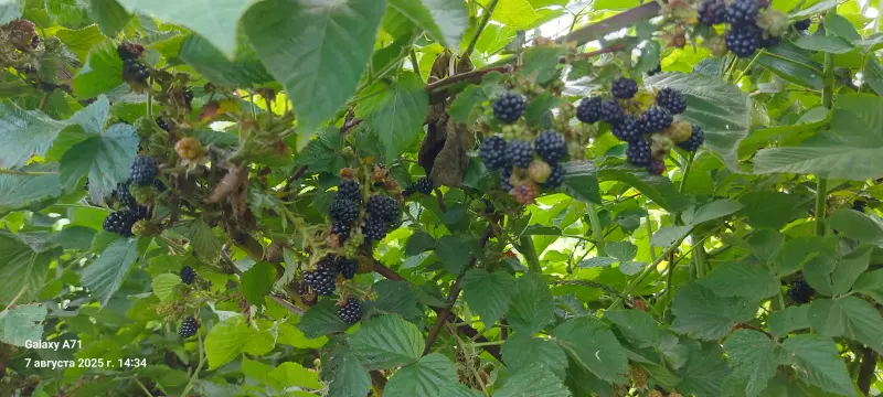 Чайная беседка