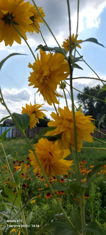 Чайная беседка