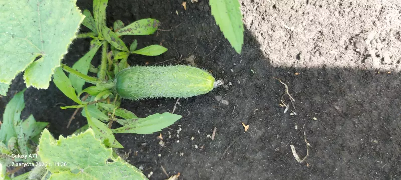 Чайная беседка