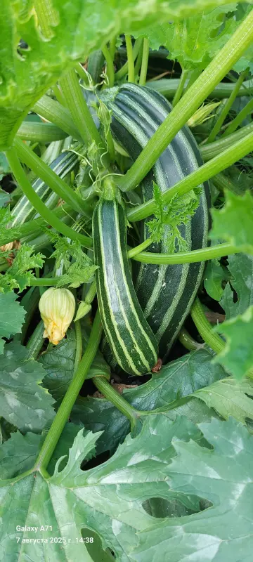 Чайная беседка