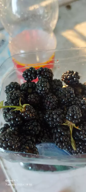 Чайная беседка