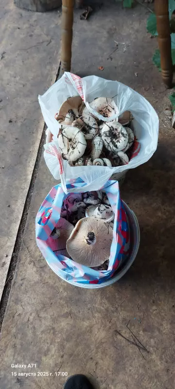 Чайная беседка