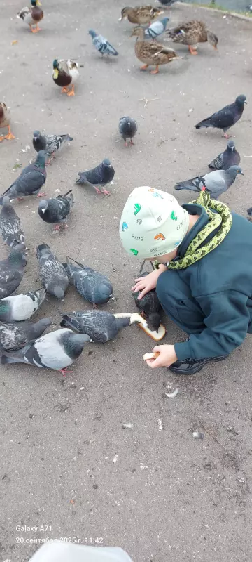 Чайная беседка