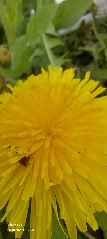 Чайная беседка