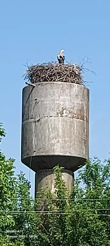 Чайная беседка