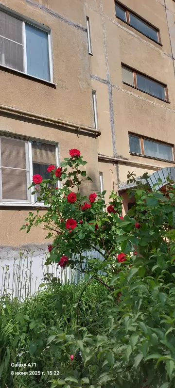 Чайная беседка