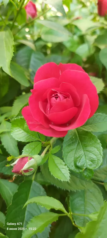 Чайная беседка