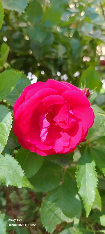 Чайная беседка