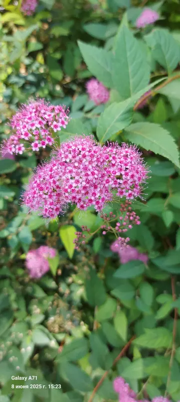 Чайная беседка