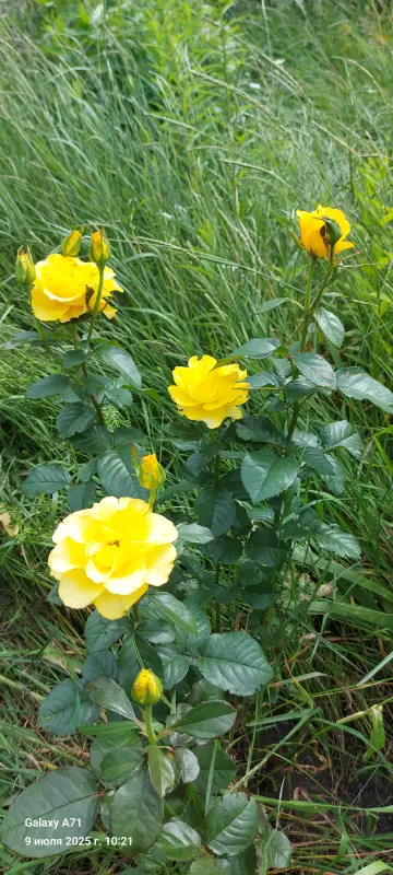 Чайная беседка