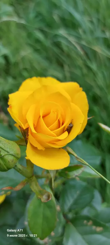 Чайная беседка